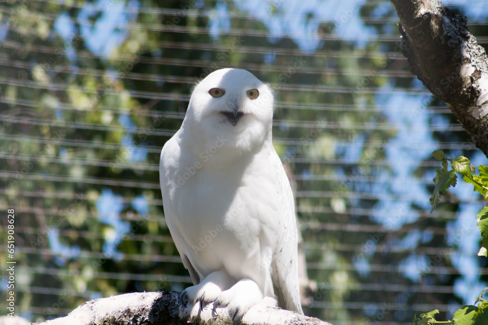 Snowy Owl Snowy Owl