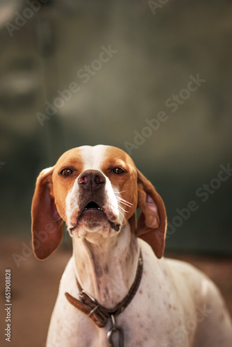 English pointer of white coloring with red spots