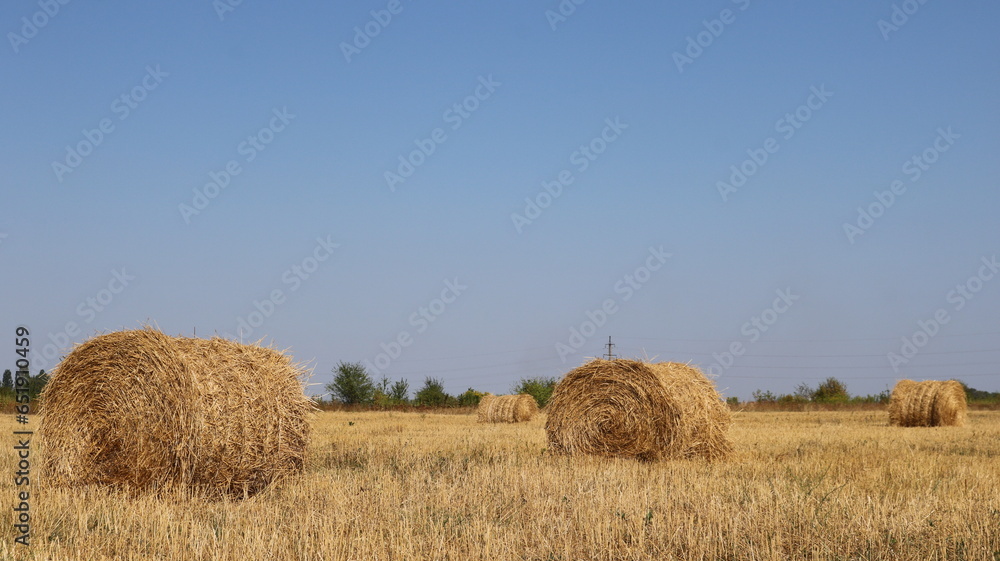stacks of dry hay rolled into rolls lying on a sunny field under a clear blue sky, agricultural autumn landscape after harvesting, straw packed in round stacks