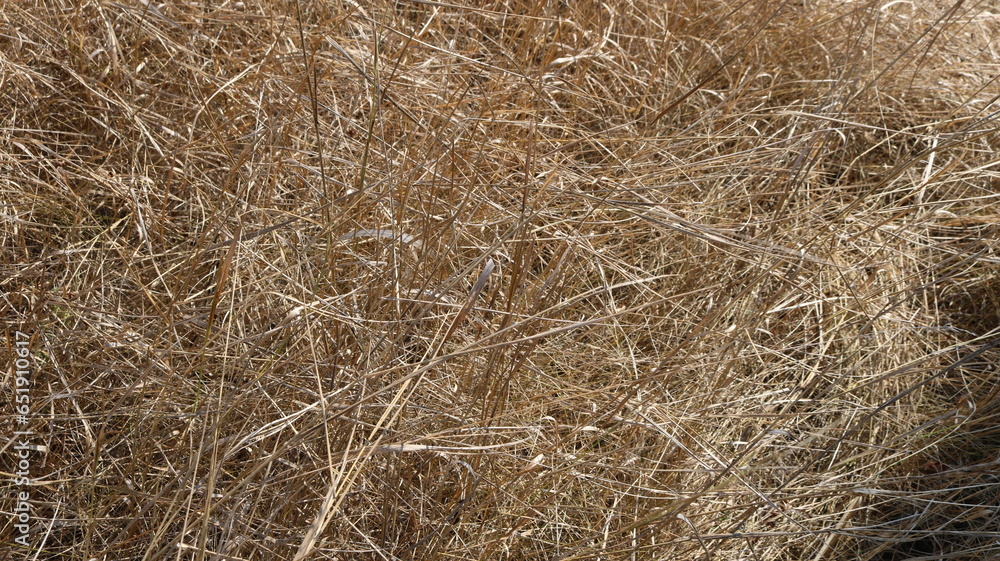 dry long grass on the field tangled by the wind, natural light beige background, chaotic interweaving of withered blades of grass in the sunlight dry long grass on the field tangled by the wind, natural light beige background, chaotic interweaving of withered blades of grass in the sunlight