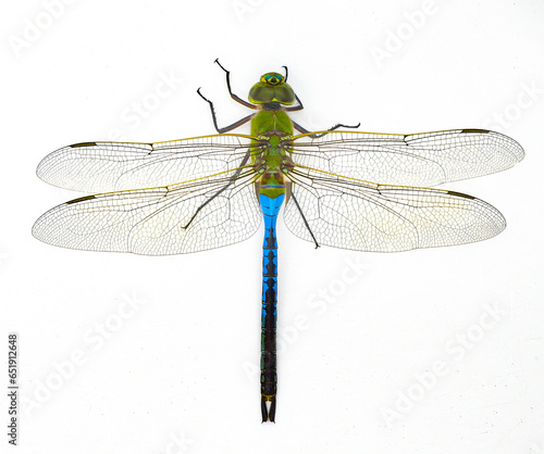 male common green darner - Anax junius - is a species of dragonfly in the family Aeshnidae. One of the most common species throughout North America isolated on white background top dorsal view