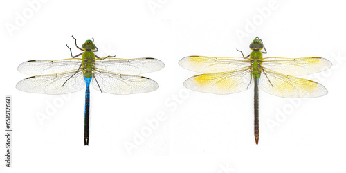 male and female common green darner - Anax junius - is a species of dragonfly in the family Aeshnidae. A very common species throughout North America isolated on white background side by side top view