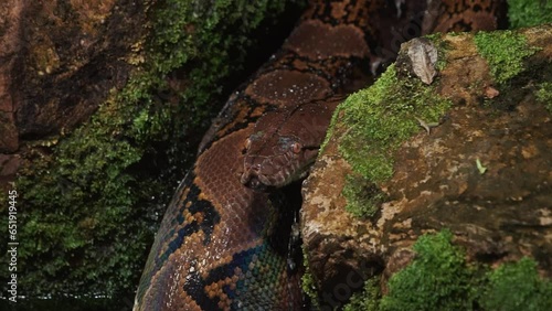 Close up view of the python