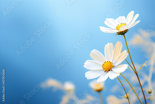 White flower  daisy