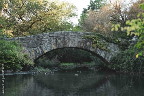 bridge in the park