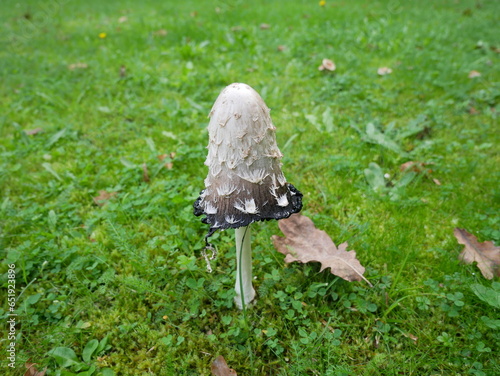 lawers wig champignon