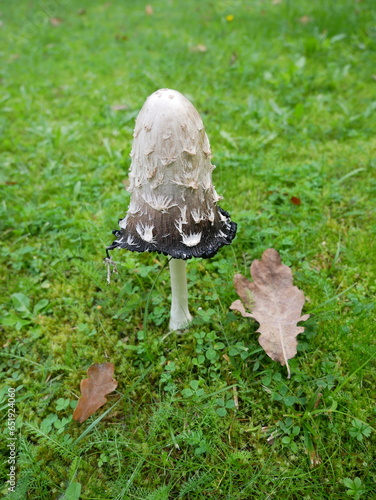 lawers wig champignon