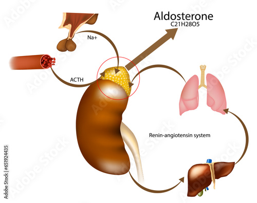 Aldosteron hormone syntheis by adrenal gland. Adrenal corticosteroids production. ACTH or Adrenocorticotropic Hormone.Vector schematic illustration photo
