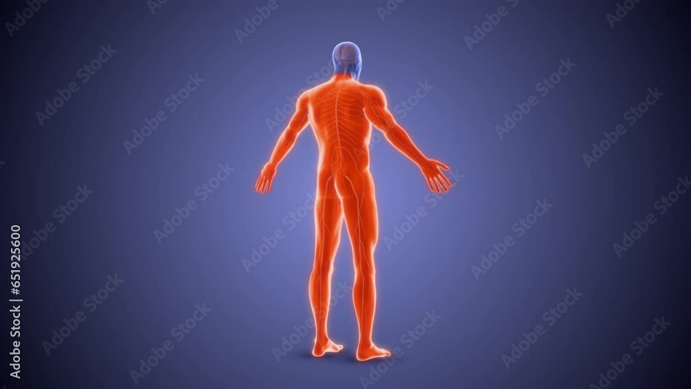 Quadriplegia paralysis condition medical concept Quadriplegia paralysis condition medical concept