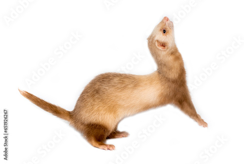 Ferret on a white background is insulated. Light color of the pet. Ermine, weasel, marten.