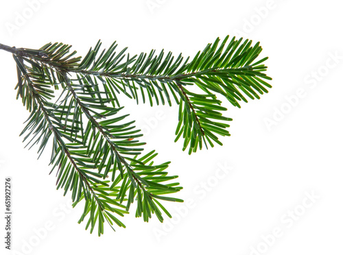 Christmas tree branch isolated on white transparent background  PNG. Xmas spruce  green fir pine twig closeup