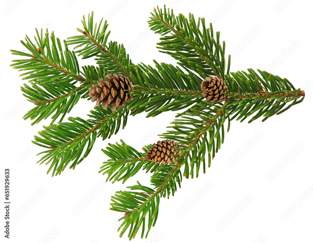 Fototapeta premium pine branch with cones isolated on clear background