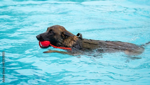 german shepherd dog in water