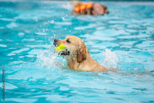 dog playing in the pool