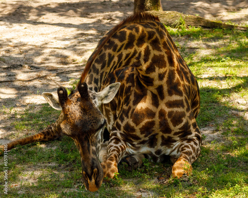 giraffe eating grass