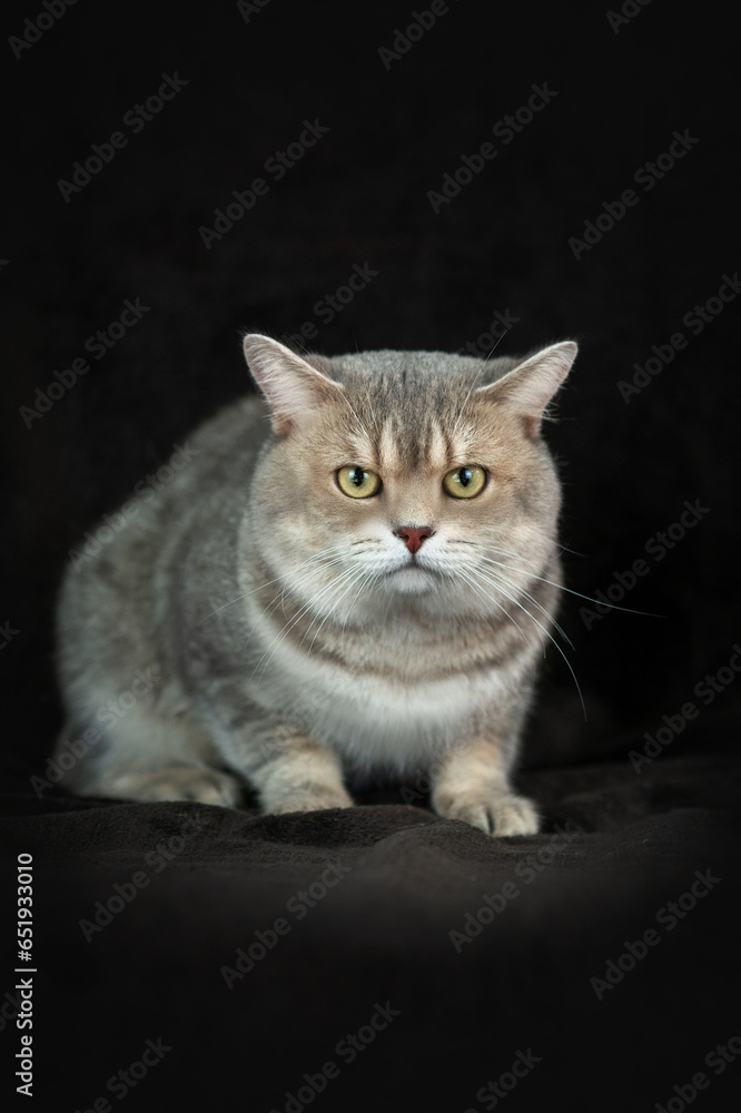 beautiful portrait of a cat on a black background in the studio