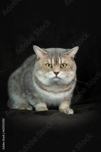 beautiful portrait of a cat on a black background in the studio
