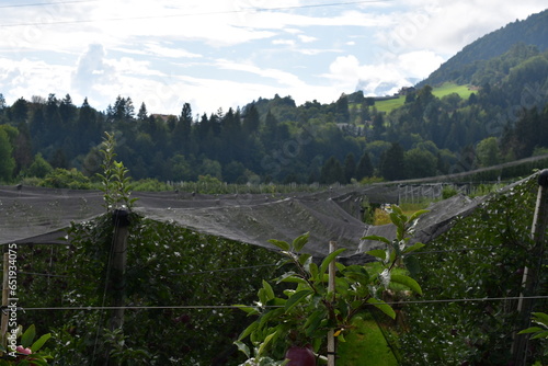 Obstgarten mit Apfelbäumen bei Tisens in Südtirol  photo