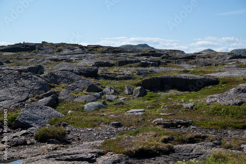 Summer landscape of polar tundra