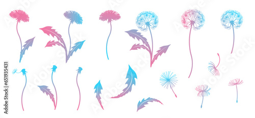 Dandelions, flowers, fluff and leaves. Dandelion design elements.