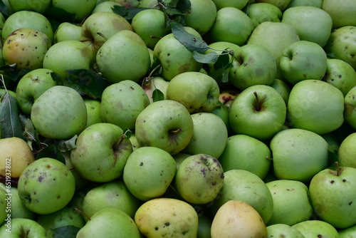 Äpfel nach der Ernte photo