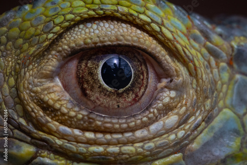 Chameleon eye © Darryl