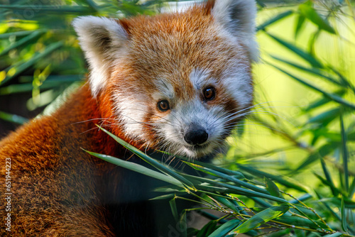 Portrait of Red Panda eating bamboo leaves photo