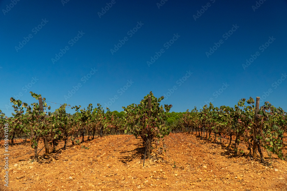Golden Alentejo vineyards, post-harvest, basking in the sun, their lush greenery turned to rustic hues. A serene wine country scene.