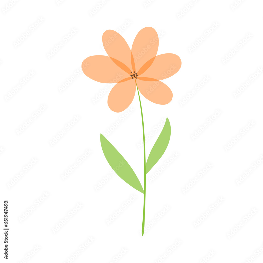Beautiful delicate flower. Orange chamomile on a white background. Cute yellow field daisy. Vector illustration.
