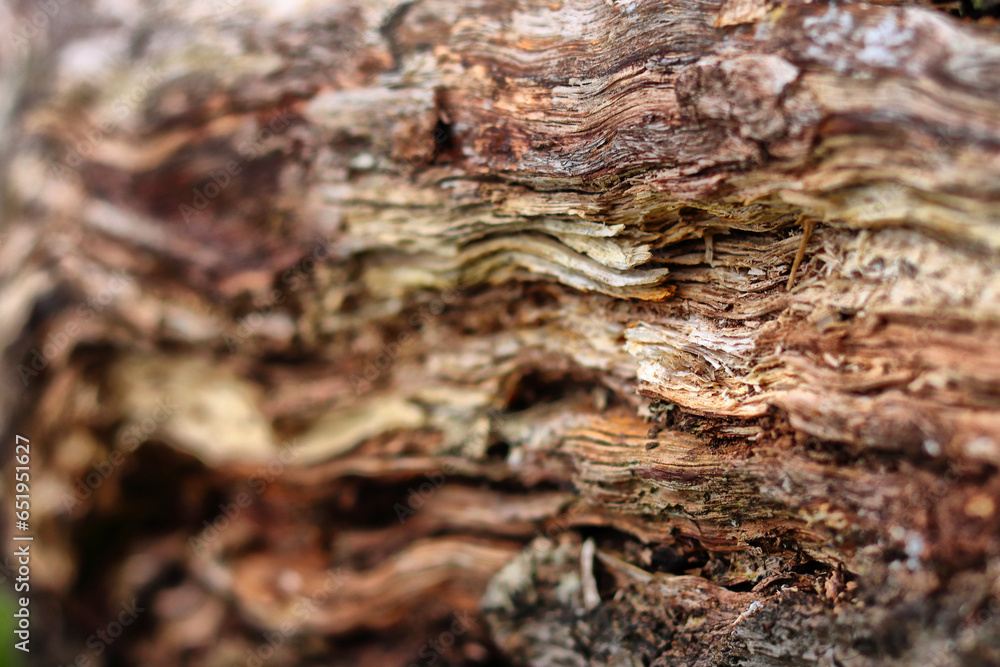 Close Up of Tree Bark Texture And Hole In Tree - Macro Photography in Hyde Park, London Close Up of Tree Bark Texture And Hole In Tree - Macro Photography in Hyde Park, London