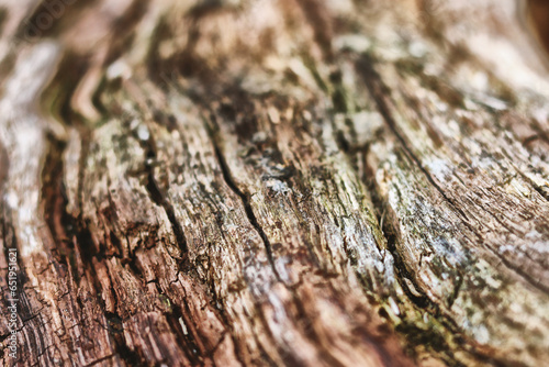 Close Up of Tree Bark Texture And Hole In Tree - Macro Photography in Hyde Park, London