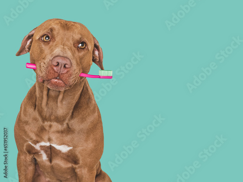 Cute brown dog and toothbrush. Close-up, indoors. Studio photo, isolated background. Concept of care, education, obedience training and raising pets