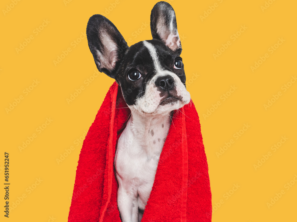 Cute puppy and red towel. Grooming dog. Close-up, indoors. Studio photo. Concept of care, education, obedience training and raising pets