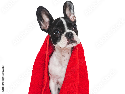 Cute puppy and red towel. Grooming dog. Close-up, indoors. Studio photo. Concept of care, education, obedience training and raising pets