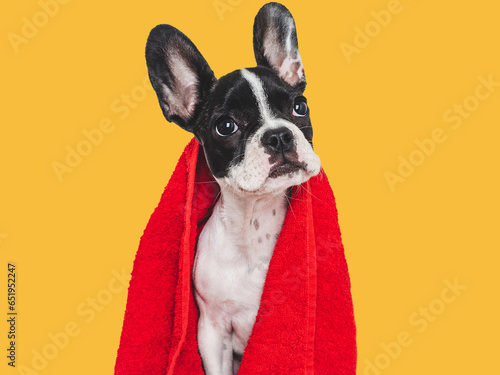Cute puppy and red towel. Grooming dog. Close-up, indoors. Studio photo. Concept of care, education, obedience training and raising pets © Svetlana