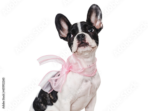 OLYMPUS DIGITAL CACute puppy and pink bow on his neck. Studio shot. Isolated background. Close-up, indoors. Day light. Concept of care, education, obedience training and raising petsMERA photo