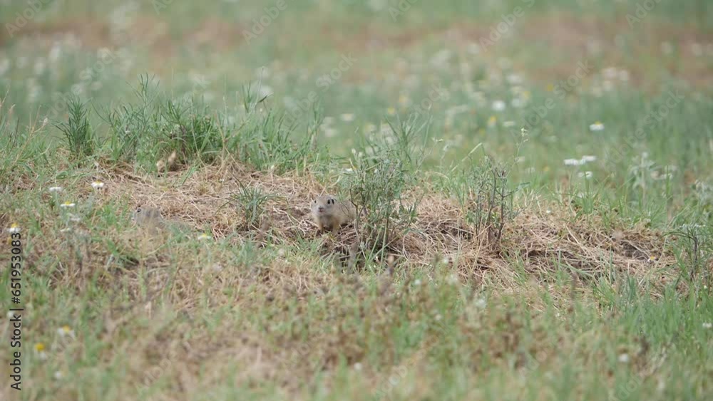 Gang of ground squirrels Spermophilus citellus in the wild. Slow motion Apple ProRes video. Gang of ground squirrels Spermophilus citellus in the wild. Slow motion Apple ProRes video.