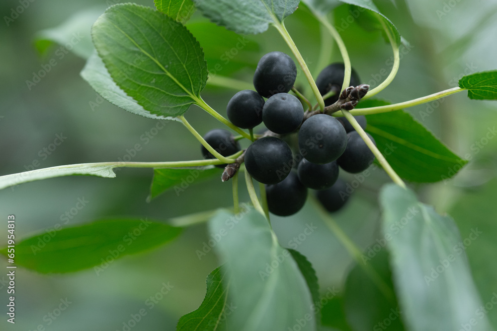 wild black berries on a branch with leaves wild black berries on a branch with leaves