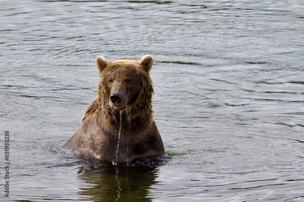 brown bear in water, Katmai National park, Alaska brown bear in water, Katmai National park, Alaska
