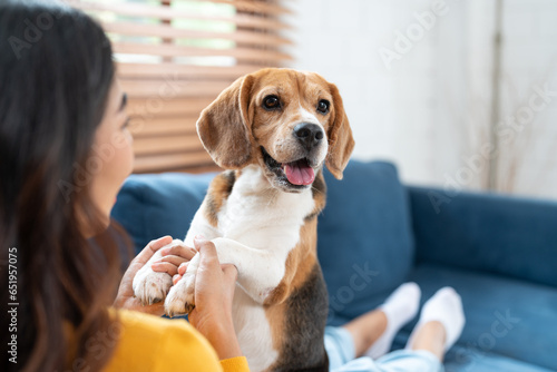 Portrait of beagle dog playing with Asian young woman on sofa in living room at cozy home. Pet and cute animal concept. photo