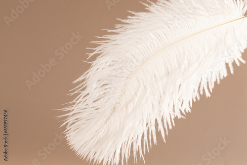 Feather on beige background, a symbol of sensitivity and care, reminiscent of an angel's touch photo