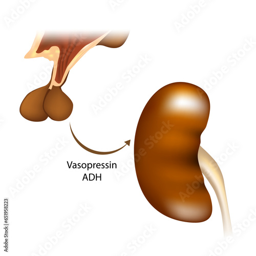 Delivery of vasopressin from the hypothalamus to the kidneys. Vasopressin regulates the tonicity of body fluids. It is released from the posterior pituitary. 