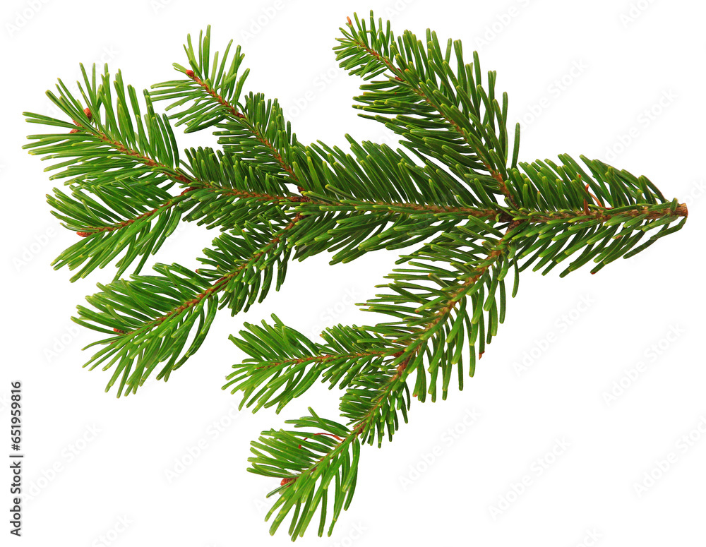 christmas branch of pine isolated on white background