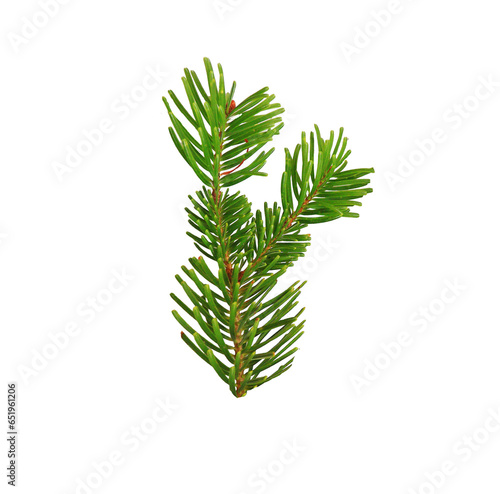 christmas pine branches isolated clear background
