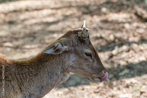 Fototapeta Naklejka Na Ścianę i Meble -  Fallow Deer - Dama dama goes among the trees. Wild photo of nature.
