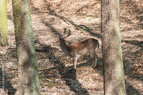 Fototapeta Naklejka Na Ścianę i Meble -  Fallow Deer - Dama dama goes among the trees. Wild photo of nature.