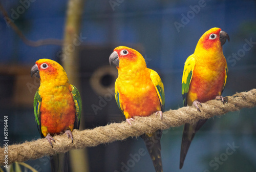 Three parrots on a branch, red and orange © Franz
