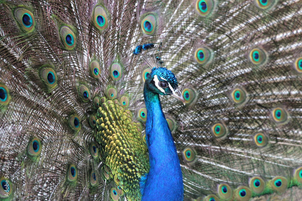Obraz premium Peacock, peafowl with open tail, beautiful representative exemplar of male peacock in great metalic colors