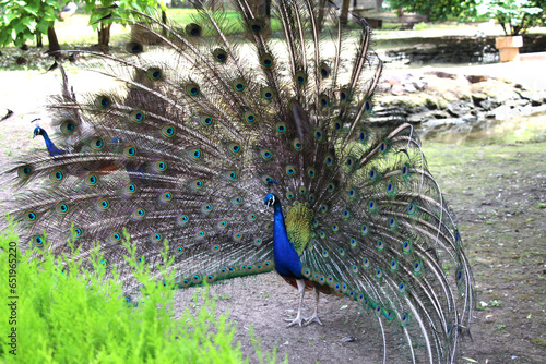 Foto Peacock, peafowl with open tail, beautiful representative exemplar of male peaco