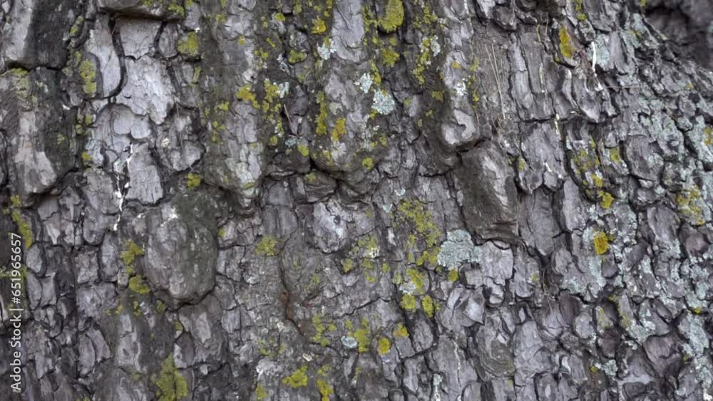 Tree trunk surface wood background texture. Slow motion. Tree trunk surface wood background texture. Slow motion.